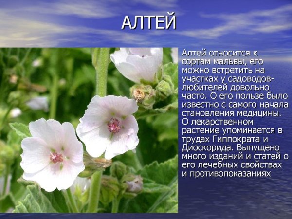 Семейство Мальвовые Алтей