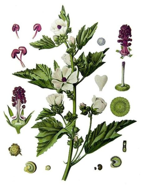 Алтей лекарственный гербарий