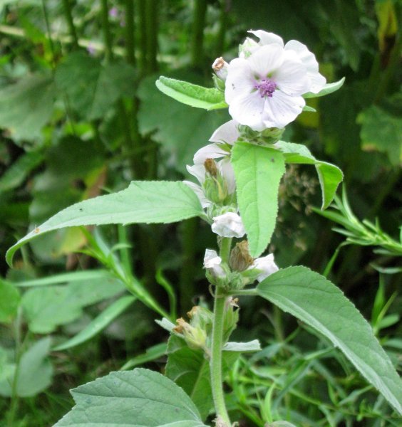 Растение Алтей лекарственный