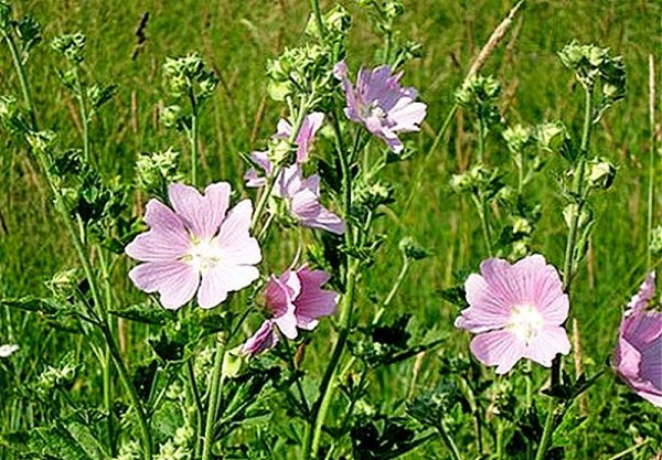 Алтей Луговой