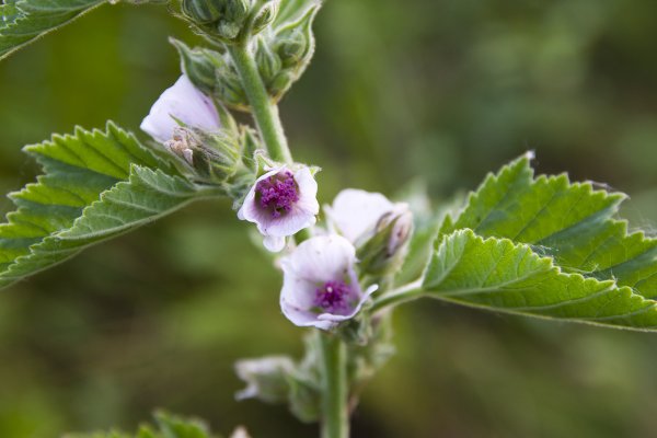 Althaea officinalis l. Алтей лекарственный