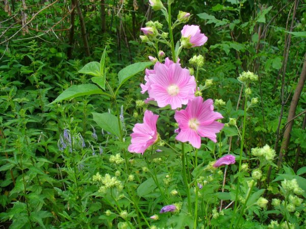 Алтей бруссонециелистный