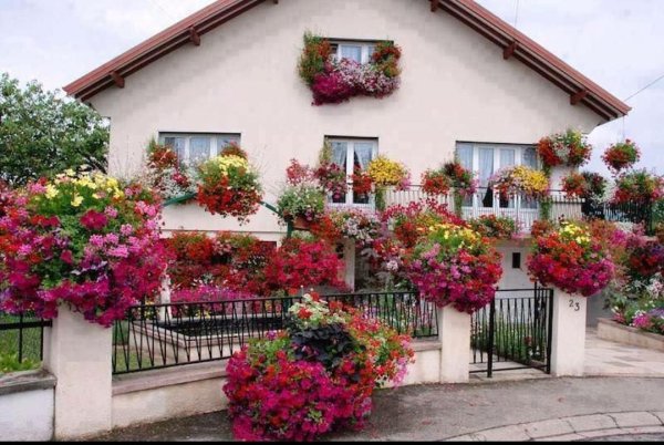 Красивые петунии в саду