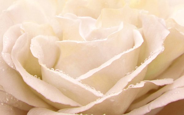 Роза бледно бежевая