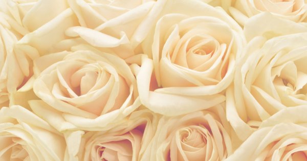 Роза кремовая