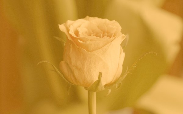 Бежевые розы