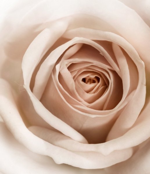 Светлые обои