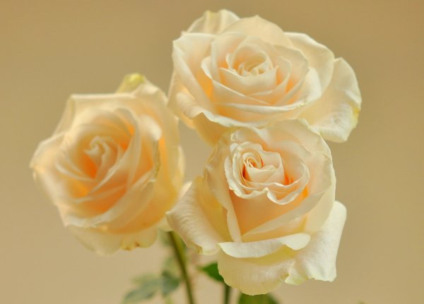 Бледно розовые розы