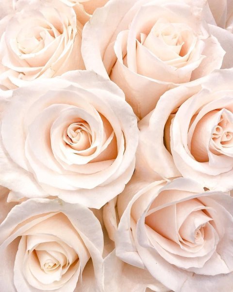 Красивые бежевые цветы