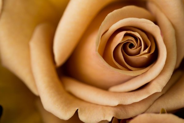 Пионы бежевые