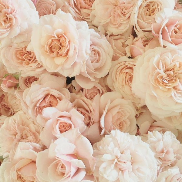 Пионовидная роза пастельных тонов