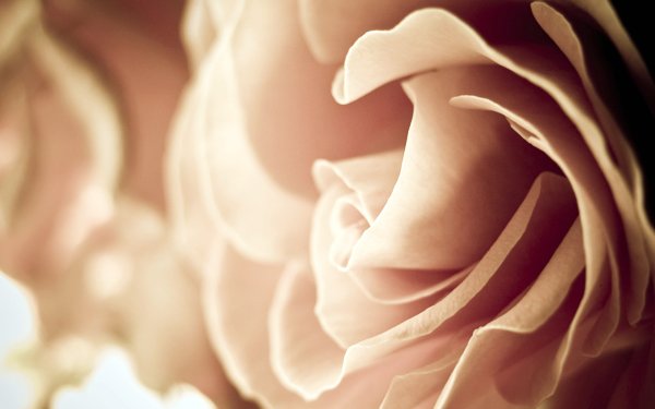 Роза кремовая