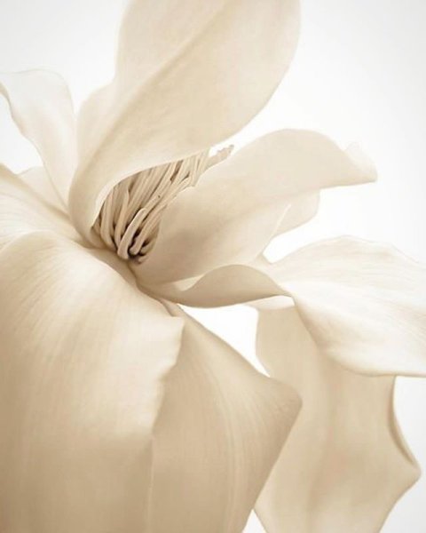 Красивые бежевые цветы