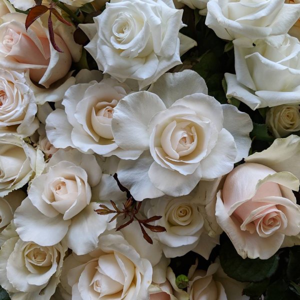 Бежевые розы