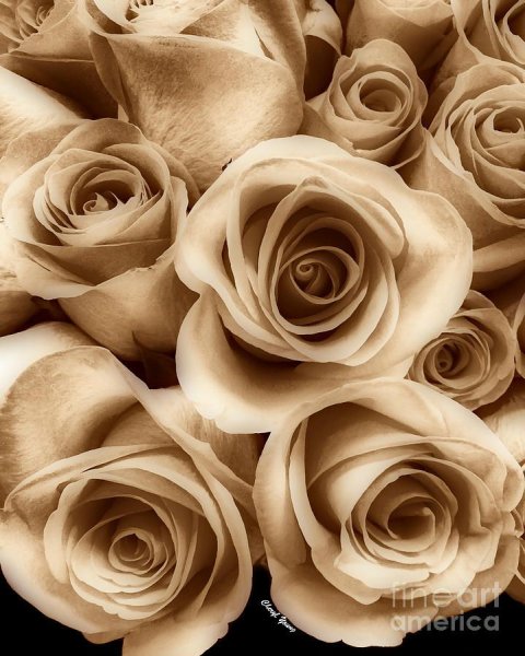 Коричневые цветы