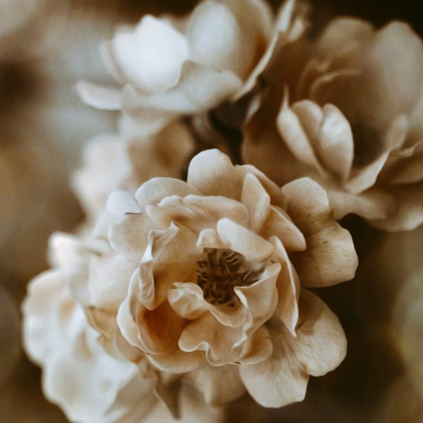 Роза кустовая персиковая