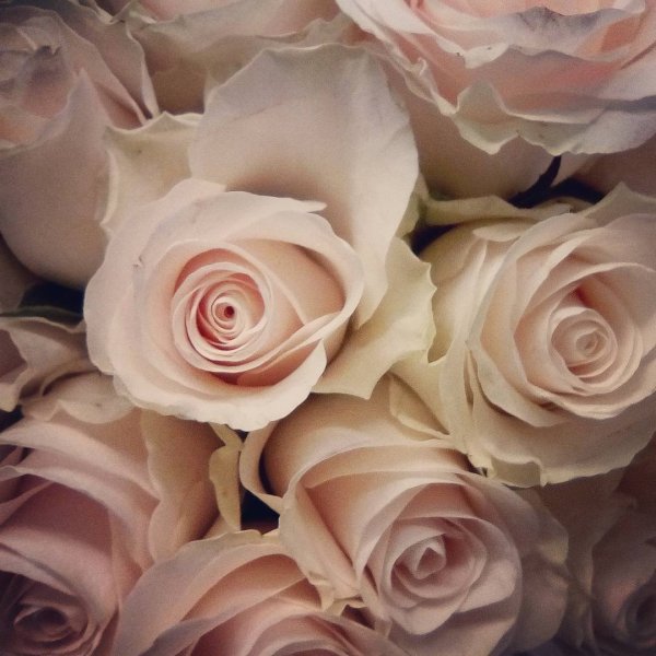 Роза Шиммер