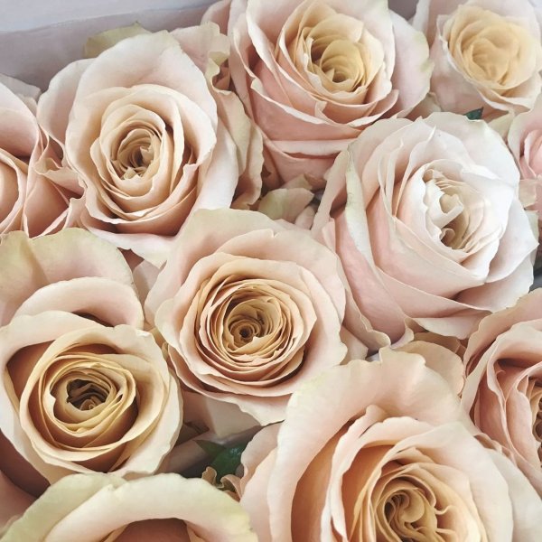 Роза ( Сибирская) шампань