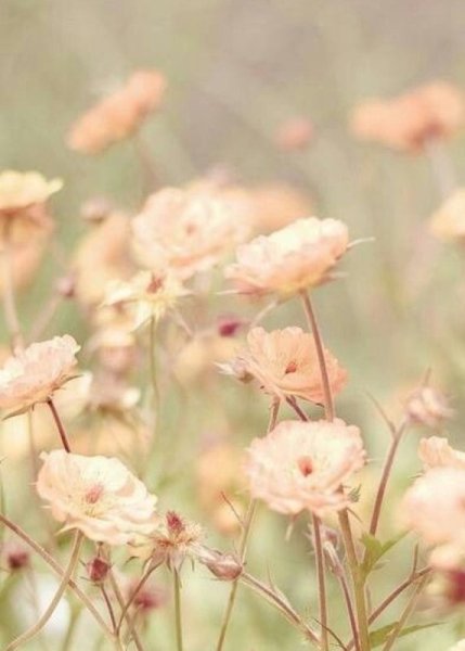 Бежевые цветы