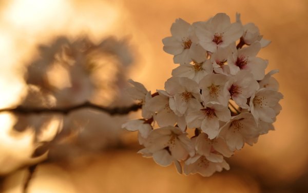 Красивые постельные тона