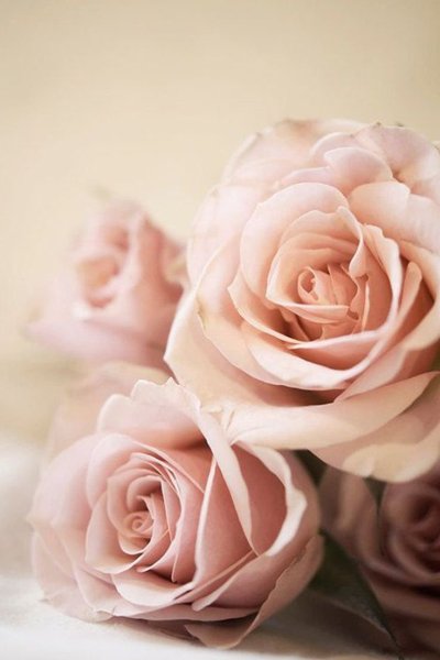 Роза кустовая Жизель