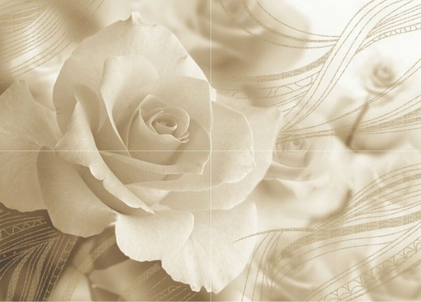 Пионовидная роза пудровая