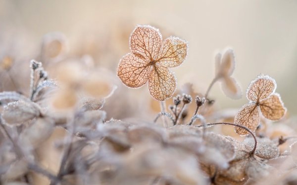 Бежево-розовые цветы