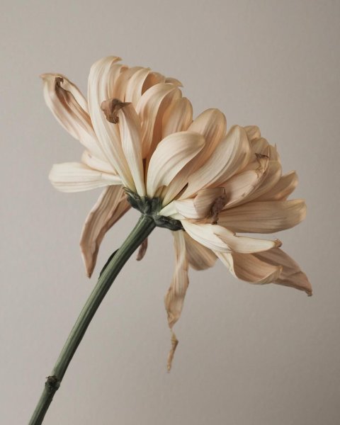 Бежевые цветы