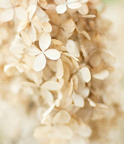 Бежево-розовые цветы