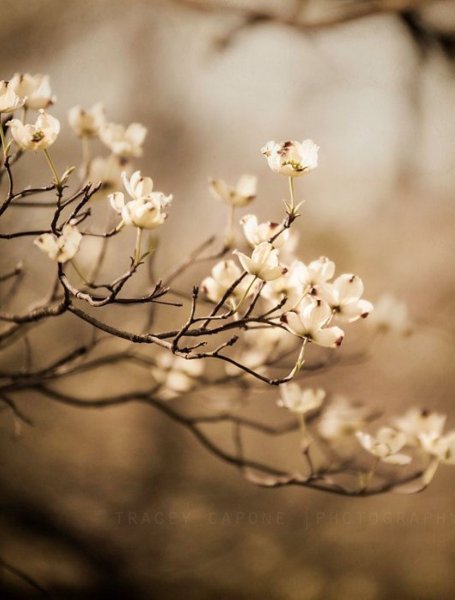 Цветы в пастельных тонах