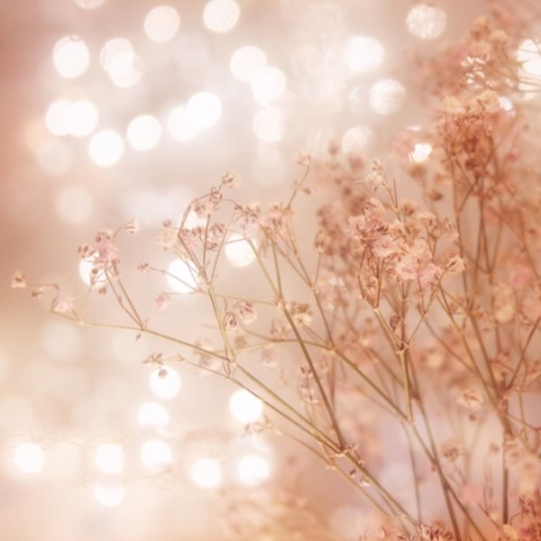 Розы кремового цвета