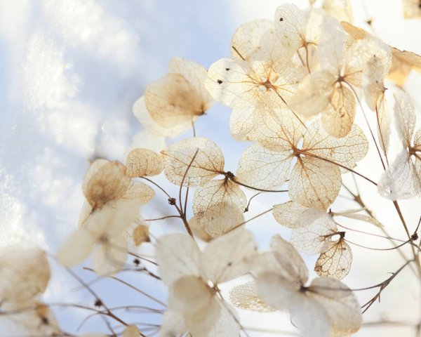 Цветы белый и бежевый