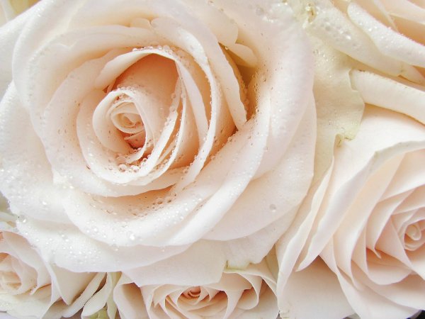 Нежные цветочки