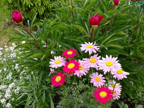 Пиретрум Дуро