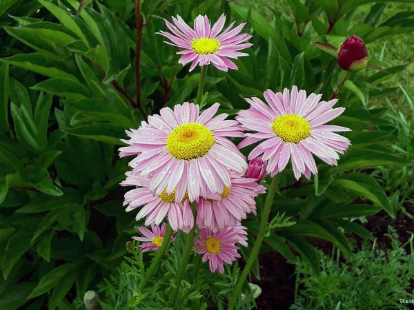 Пиретрум Персидская Ромашка