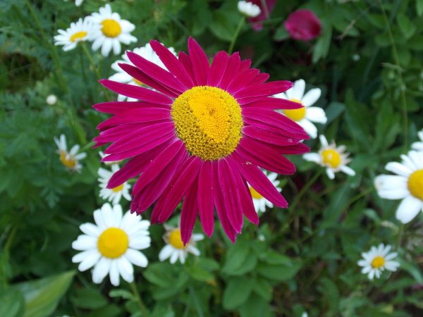 Пиретрум Дуро