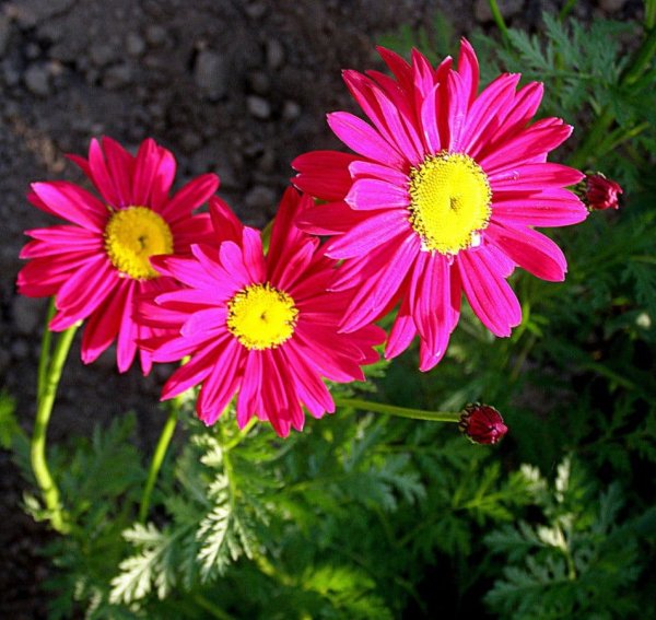 Пиретрум цветок многолетний