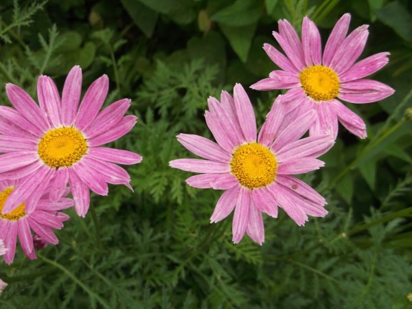 Пиретрум Робинсон ред