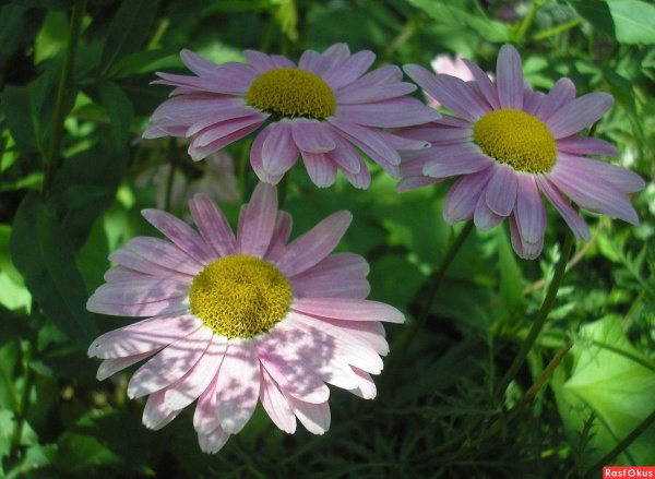 Пиретрум девичьелистный