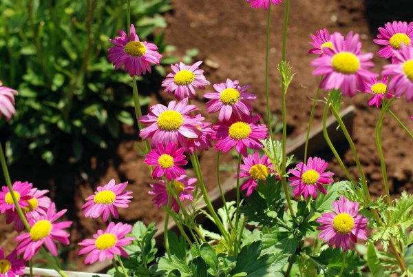 Пиретрум Персидская Ромашка