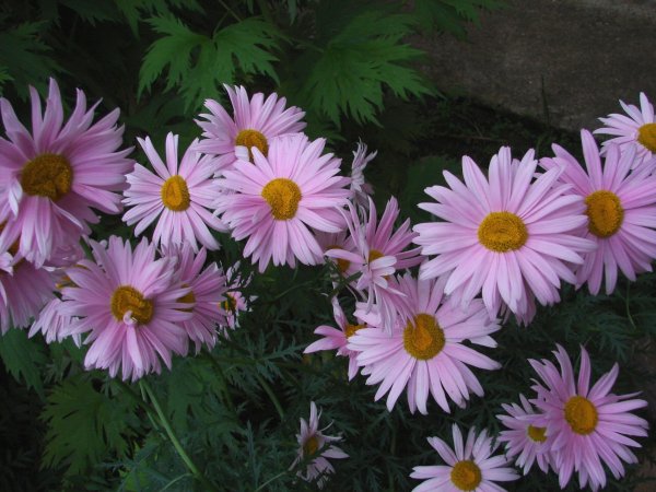 Пиретрум Персидская Ромашка