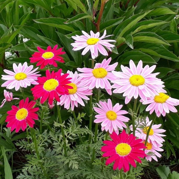 Кавказская Ромашка пиретрум