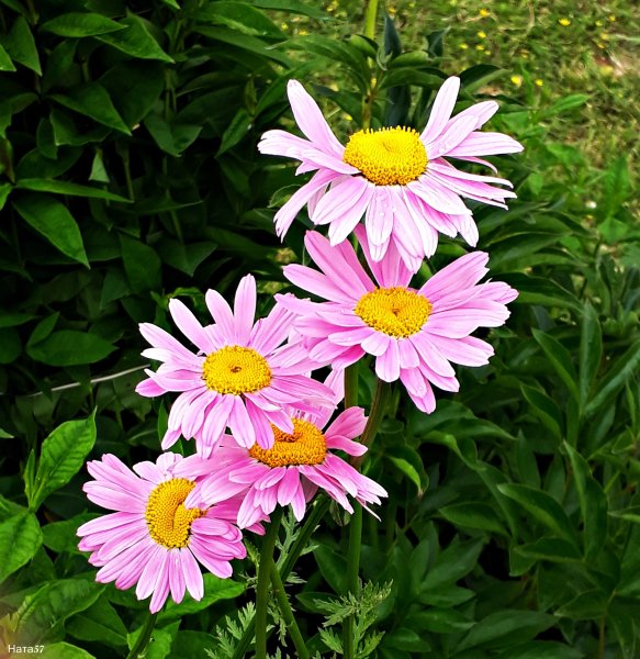 Пиретрум гибридный "Персидская Ромашка"