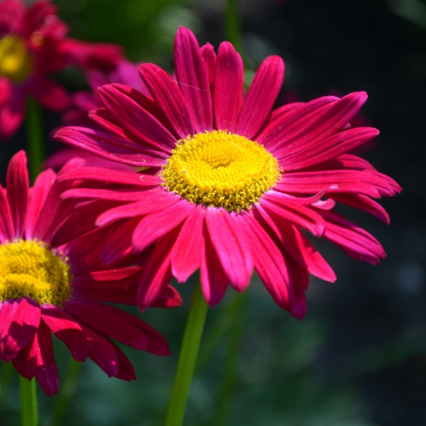 Пиретрум Дуро