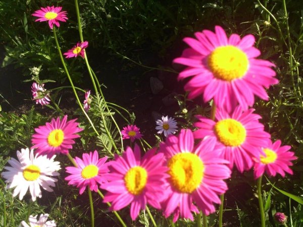 Семена пиретрум малиновые гиганты