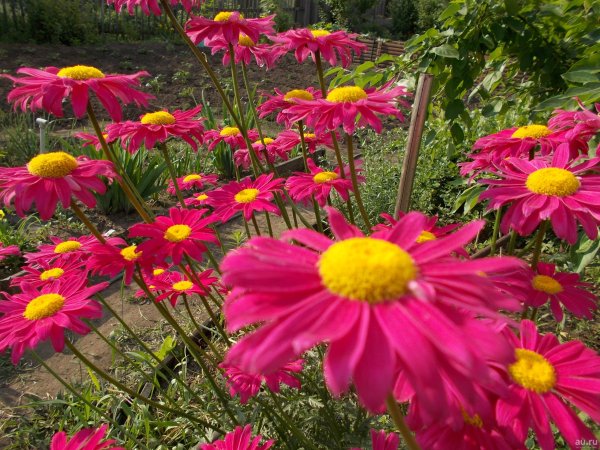 Пиретрум Персидская Ромашка