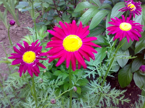 Пиретрум цветок