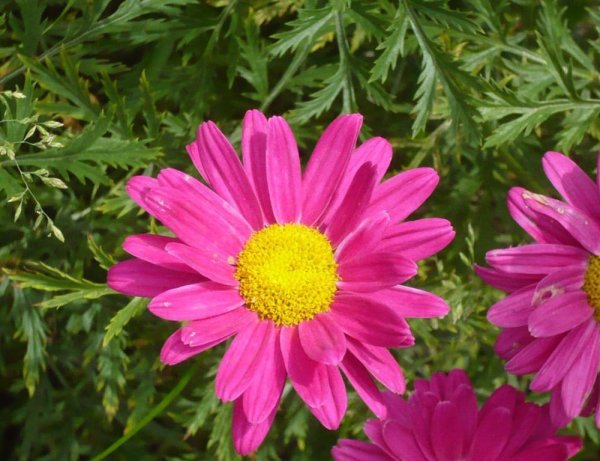 Пиретрум Персидская Ромашка