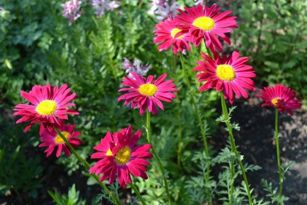 Пиретрум Персидская Ромашка