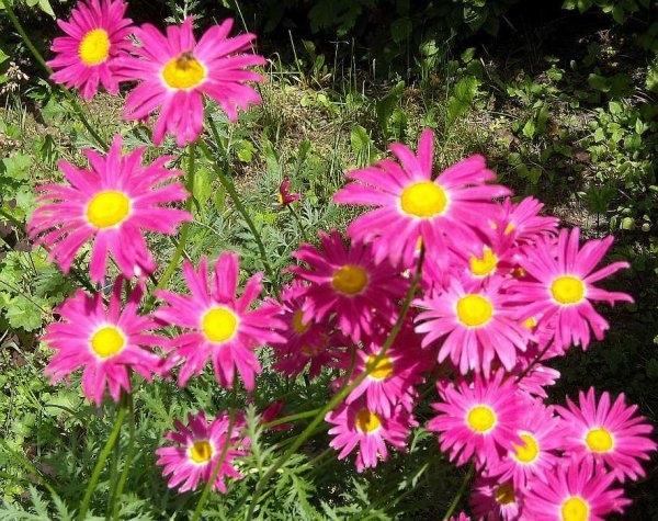 Пиретрум Персидская Ромашка